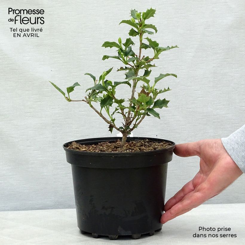 Desfontainea spinosa 3L/4L pot sample as delivered in spring