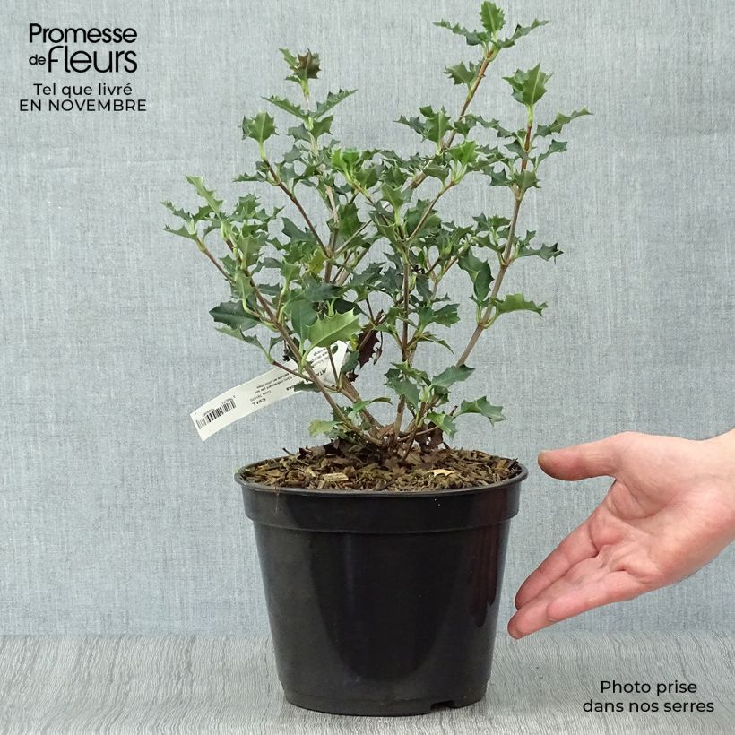 Desfontainea spinosa 3L/4L pot sample as delivered in autumn