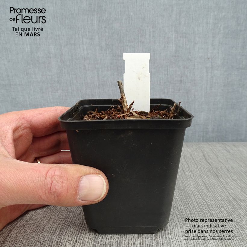 Desmodium nudiflorum 8/9 cm pot sample as delivered in winter