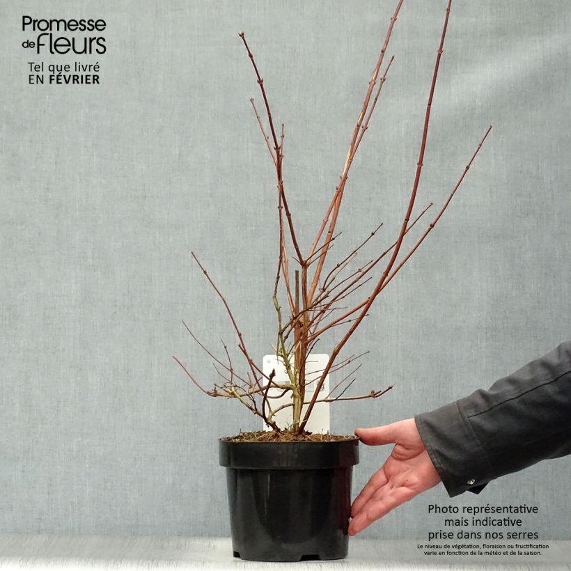 Deutzia Perle Rose 3L/4L pot sample as delivered in winter