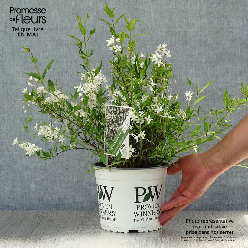 Deutzia Yuki Snowflake 2L/3L pot sample as delivered in summer