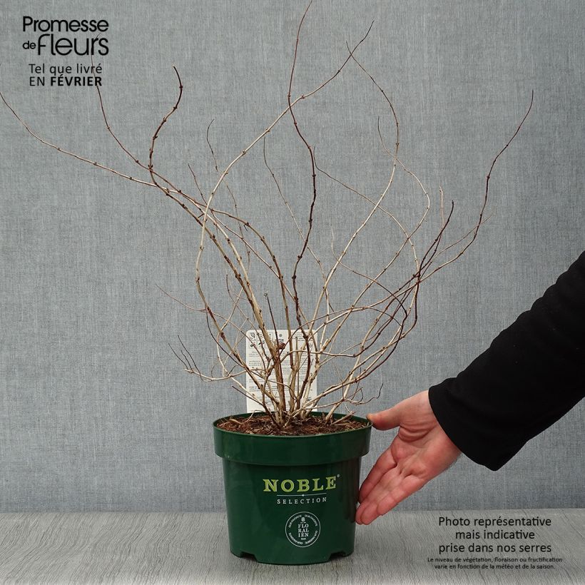 Deutzia compacta Lavender Time 3L/4L pot sample as delivered in winter