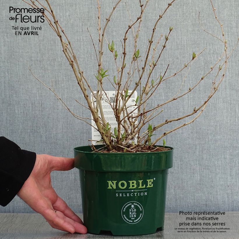 Deutzia compacta Lavender Time 3L/4L pot sample as delivered in spring