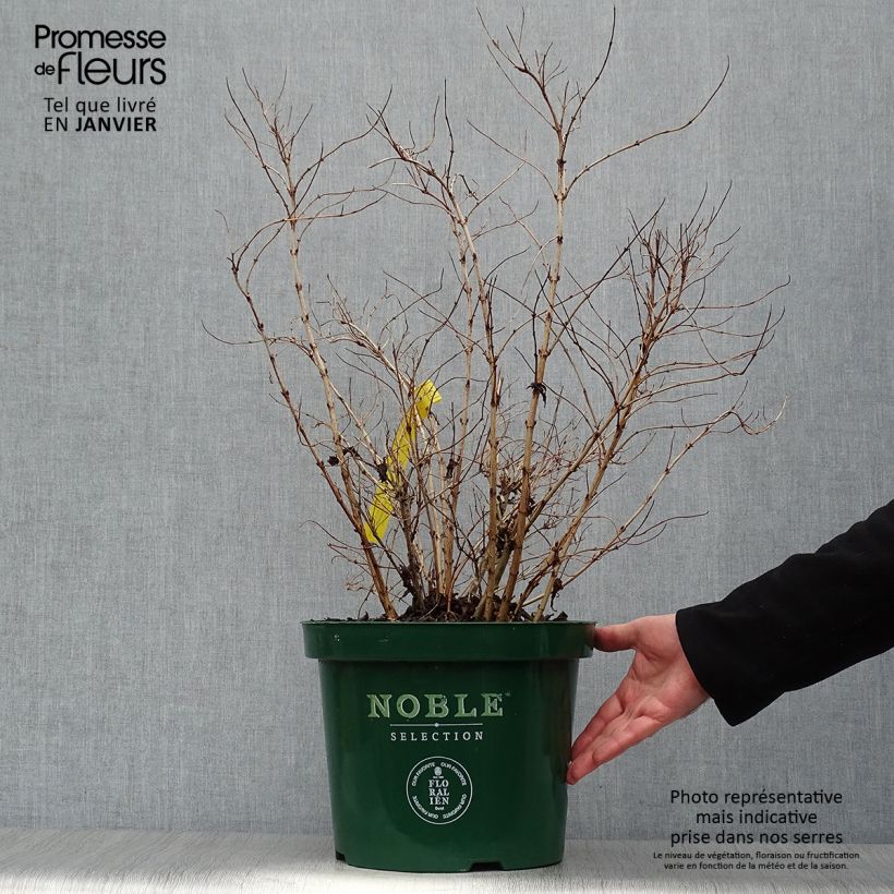 Deutzia compacta Lavender Time 7.5L/10L pot sample as delivered in winter