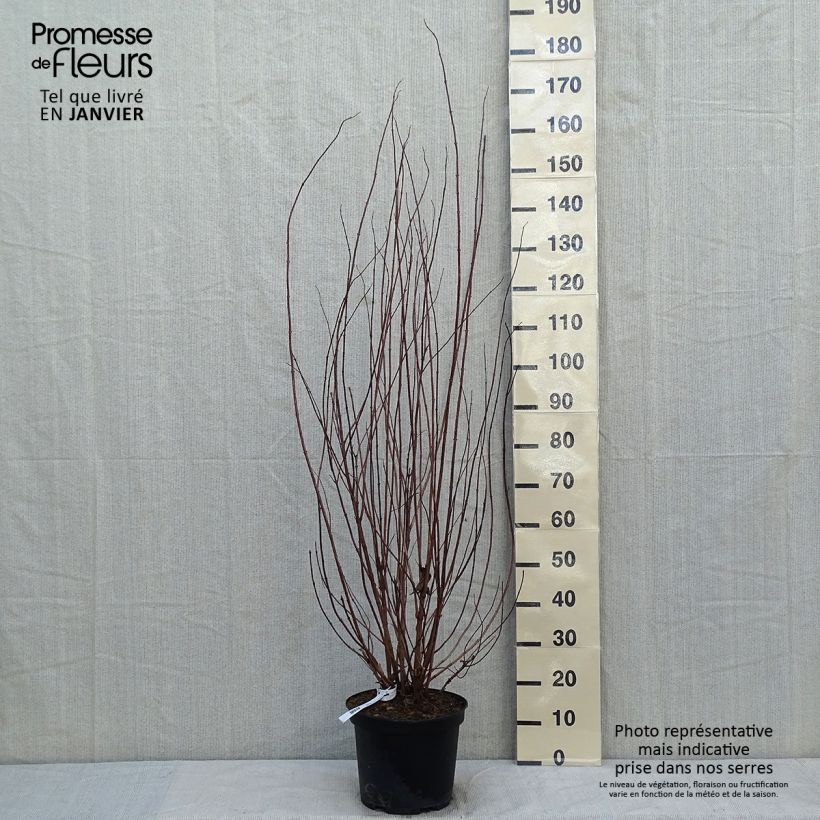 Deutzia crenata Pride of Rochester 7.5L/10L pot sample as delivered in winter