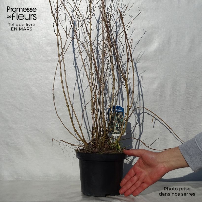 Deutzia crenata Pride of Rochester 2L/3L pot sample as delivered in spring