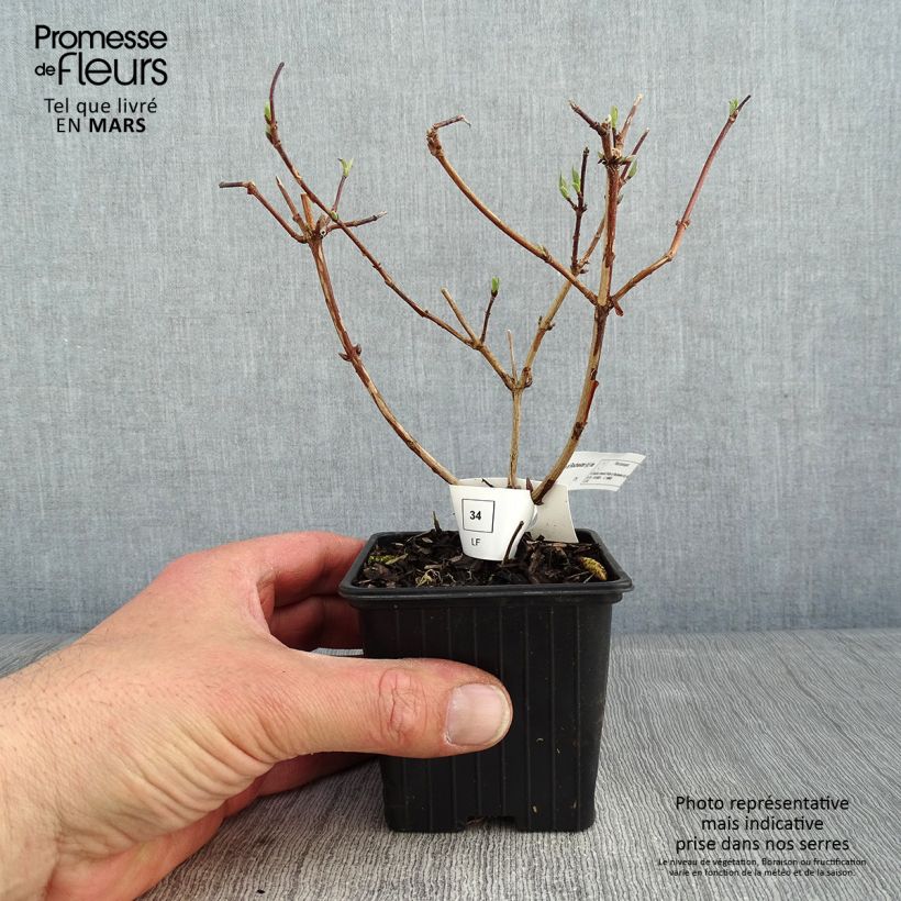 Deutzia crenata Pride of Rochester 8/9 cm pot sample as delivered in winter