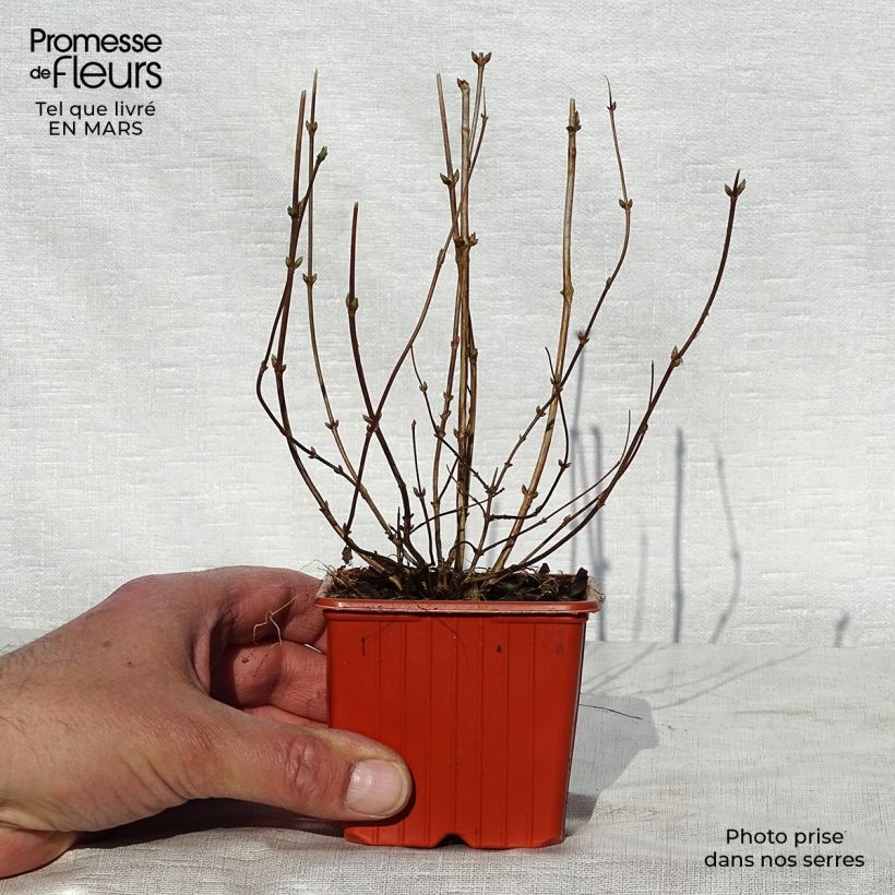 Deutzia crenata Pride of Rochester 8/9 cm pot sample as delivered in spring