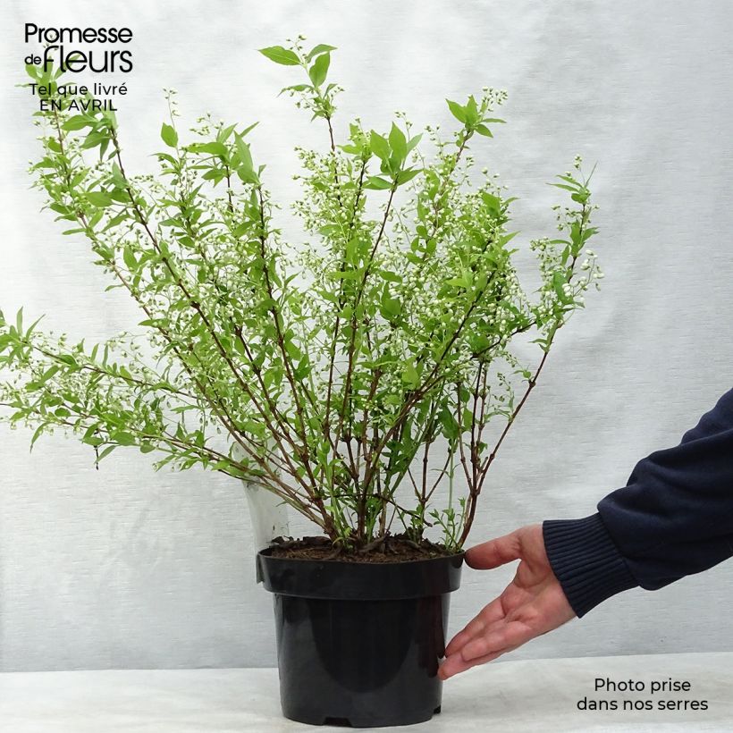 Deutzia gracilis 2L/3L pot sample as delivered in spring
