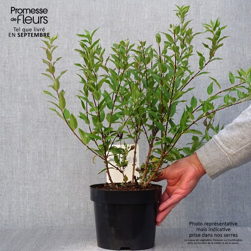 Deutzia gracilis 2L/3L pot sample as delivered in autumn