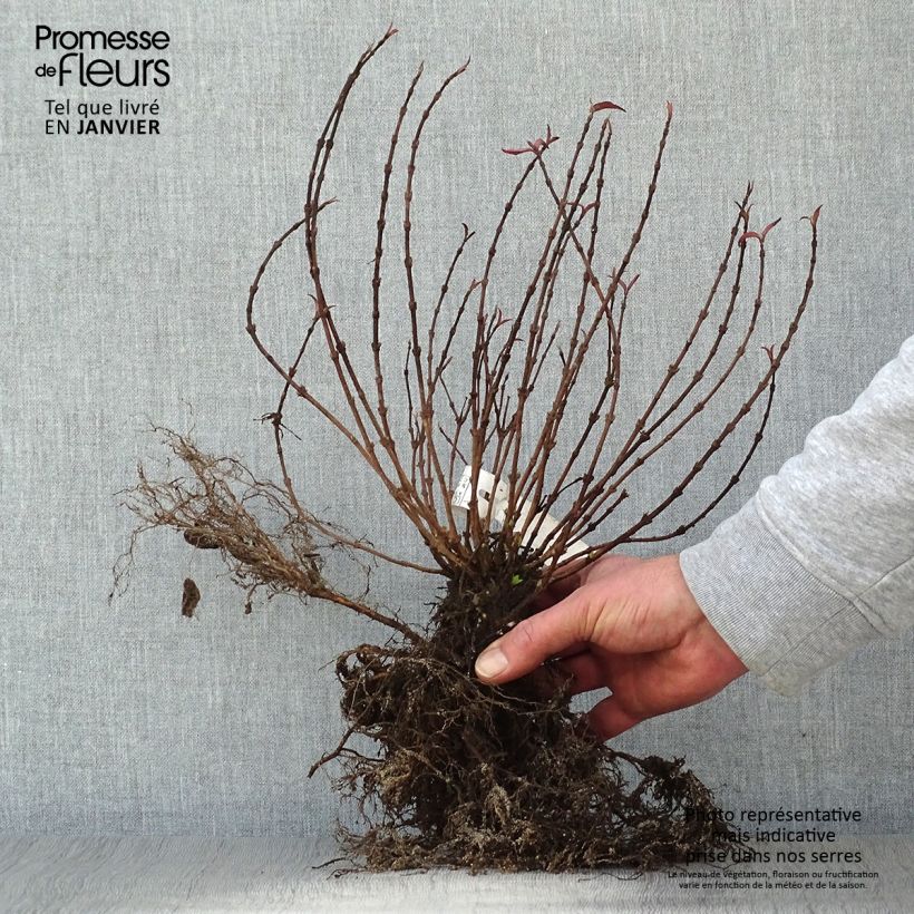 Deutzia gracilis Bare root sample as delivered in winter