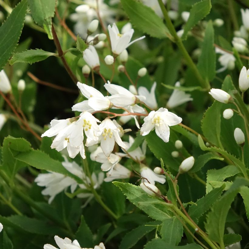 Deutzia gracilis Nikko (Flowering)