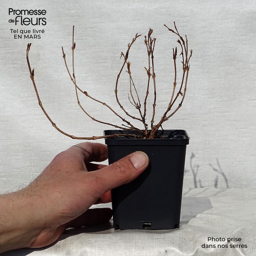 Deutzia gracilis Nikko 8/9 cm pot sample as delivered in spring