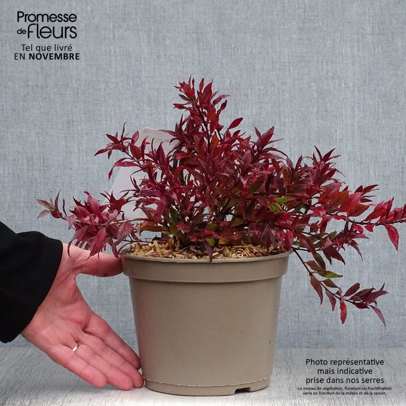 Deutzia gracilis Nikko 2L/3L pot sample as delivered in autumn
