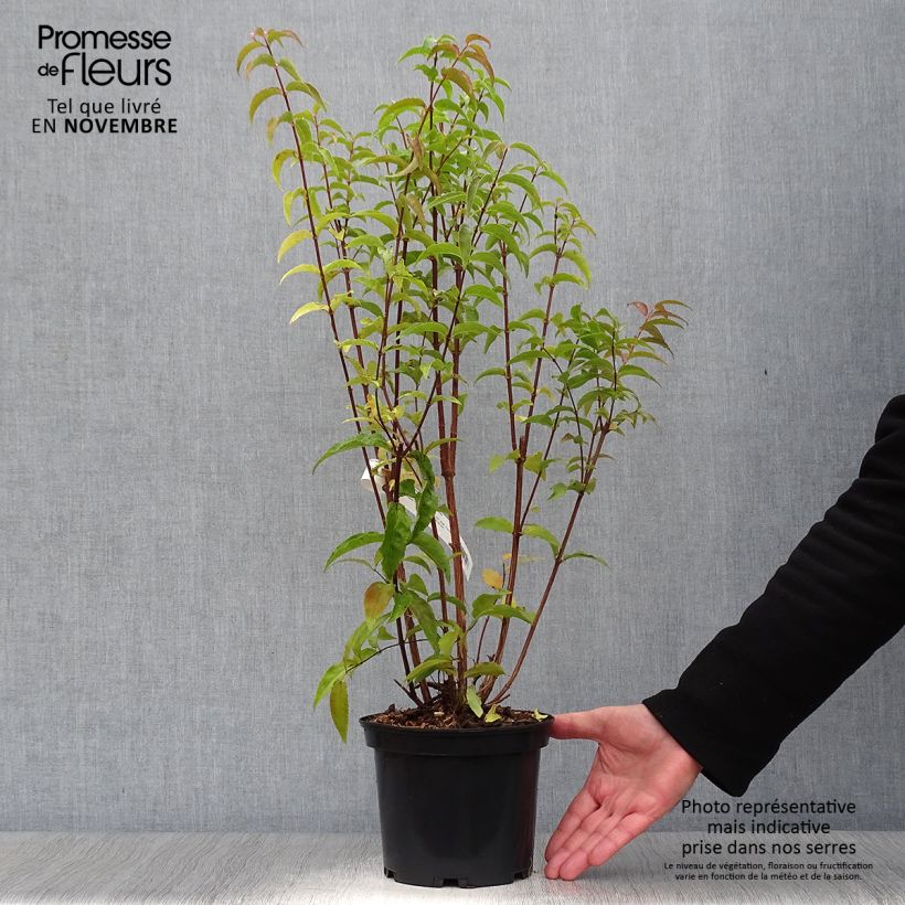 Deutzia magnifica 2L/3L pot sample as delivered in autumn