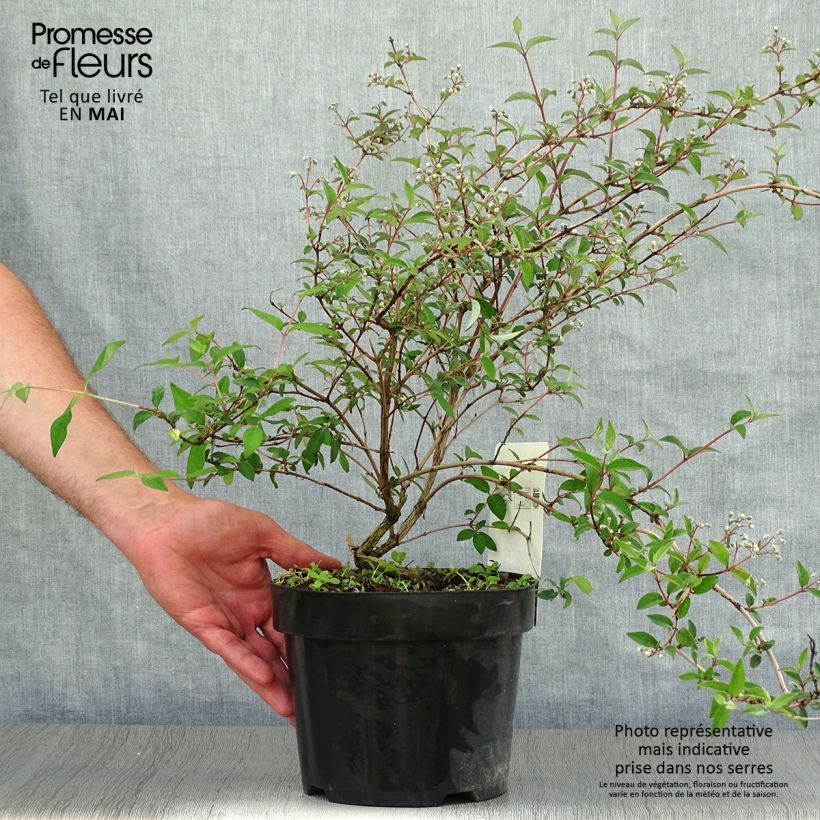 Deutzia monbeigii 2L/3L pot sample as delivered in spring