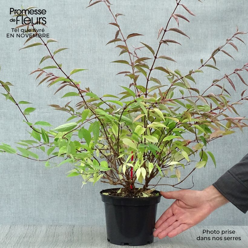 Deutzia purpurascens Kalmiiflora 3L/4L pot sample as delivered in autumn