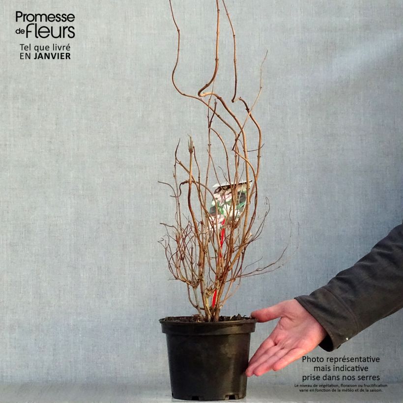 Deutzia scabra Codsall Pink 2L/3L pot sample as delivered in winter