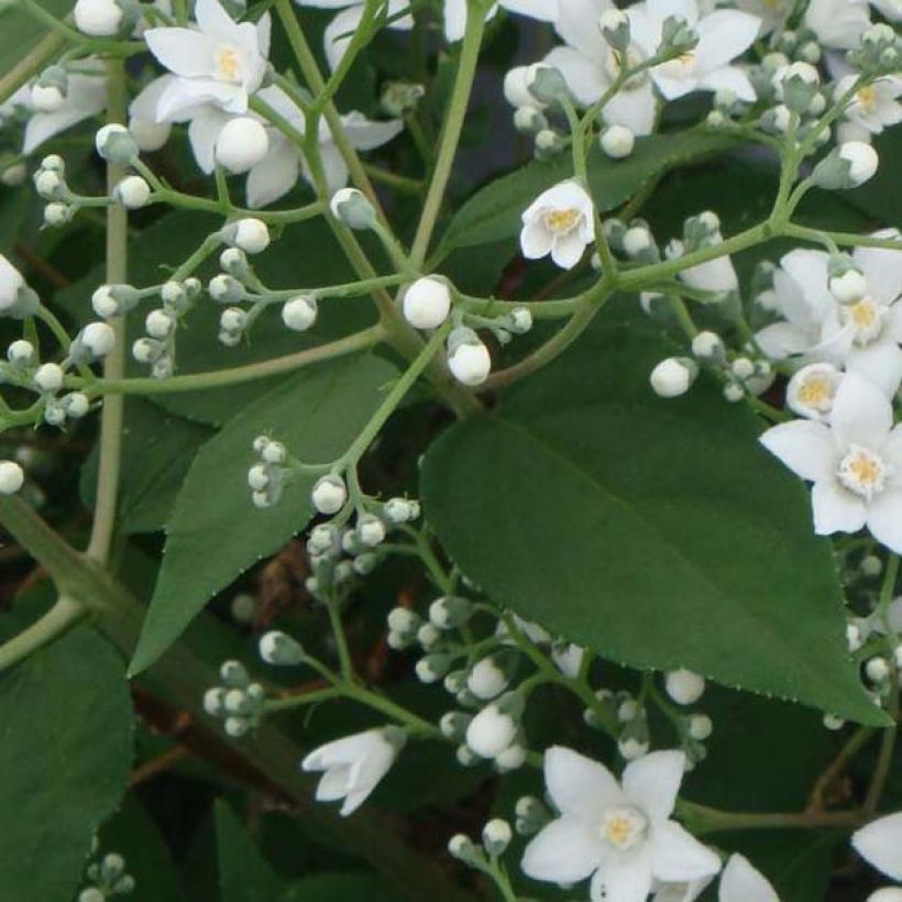 Deutzia setchuenensis Corymbiflora (Foliage)