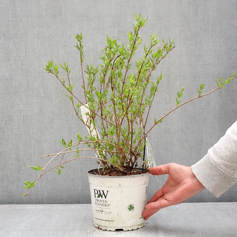 Deutzia Yuki Snowflake 2L/3L pot sample as delivered in spring