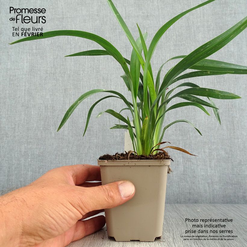 Dianella revoluta Blue Stream 8/9 cm pot sample as delivered in autumn