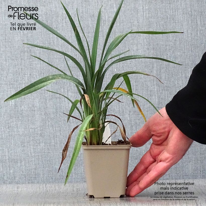 Dianella revoluta Blue Stream 8/9 cm pot sample as delivered in winter