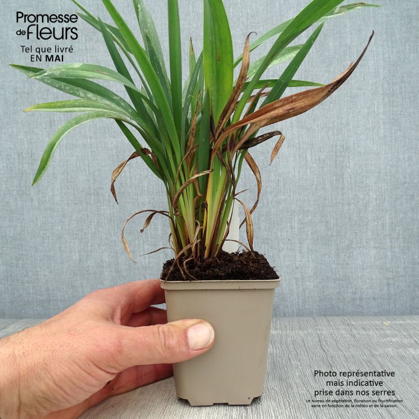 Dianella revoluta Blue Stream 8/9 cm pot sample as delivered in spring