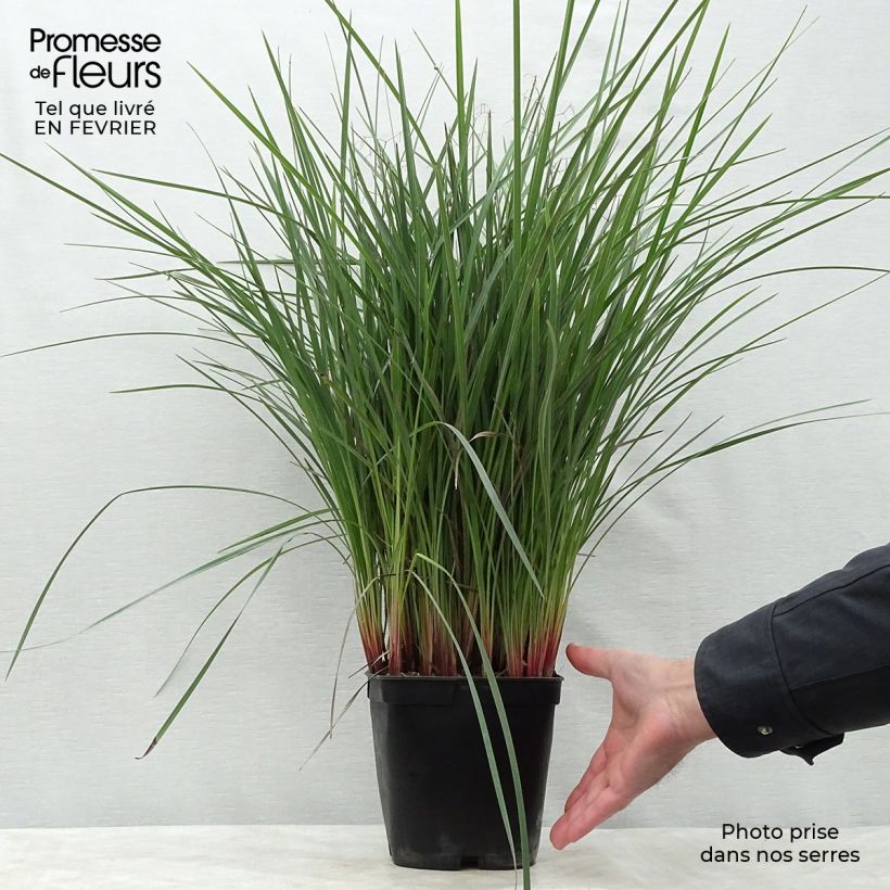 Dianella revoluta Coolvista 1L/1.5L pot sample as delivered in winter