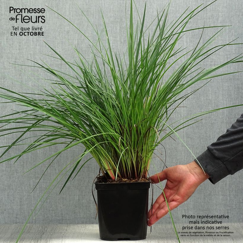 Dianella revoluta Coolvista 1L/1.5L pot sample as delivered in autumn
