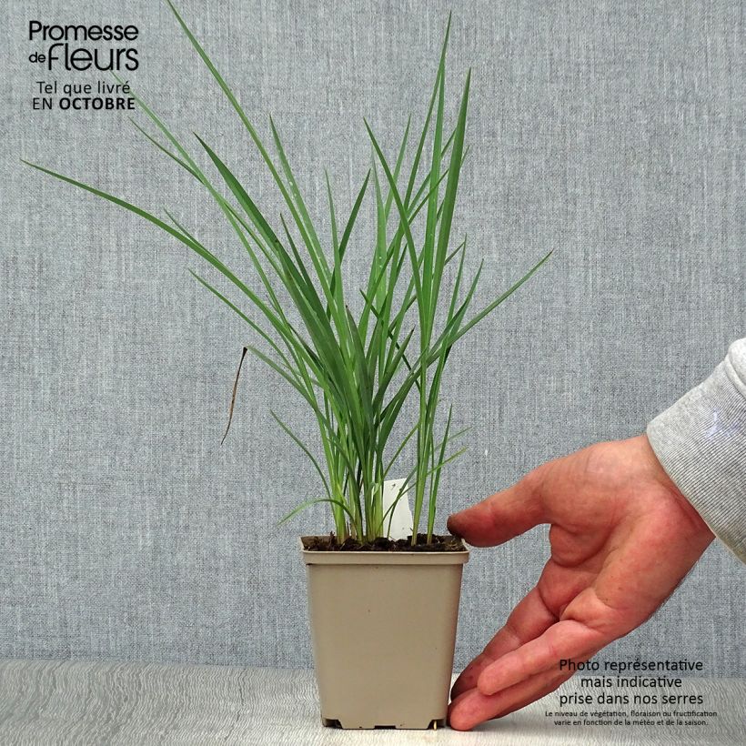 Dianella revoluta Coolvista 8/9 cm pot sample as delivered in autumn
