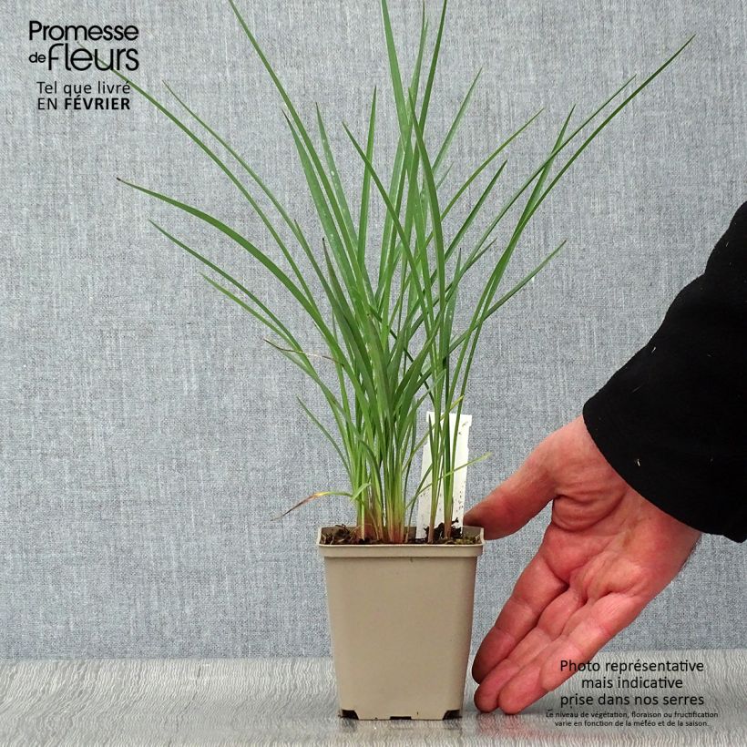 Dianella revoluta Coolvista 8/9 cm pot sample as delivered in winter