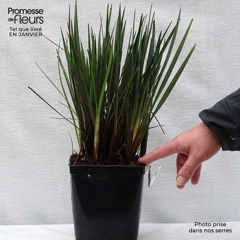 Dianella revoluta Little Rev 2L/3L pot sample as delivered in winter