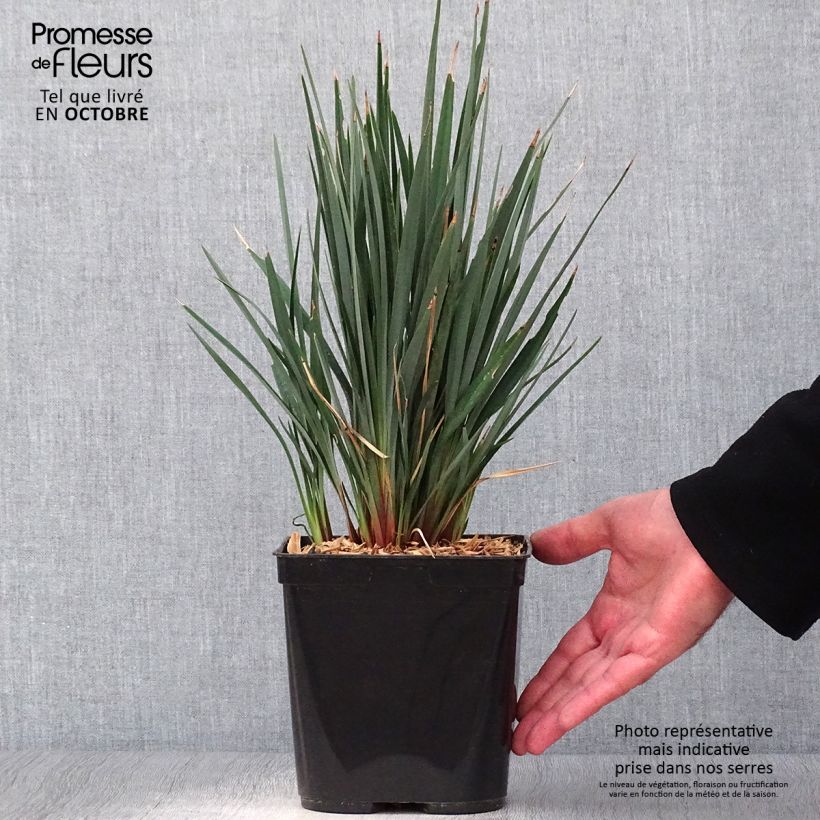 Dianella revoluta Little Rev 2L/3L pot sample as delivered in autumn