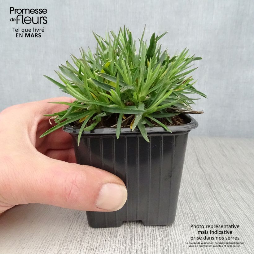Dianthus Evening Star 7/8 cm pot sample as delivered in spring