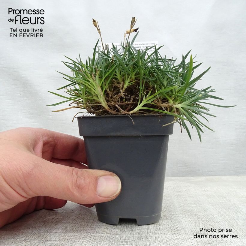 Dianthus allwoodii Fusilier 8/9 cm pot sample as delivered in winter