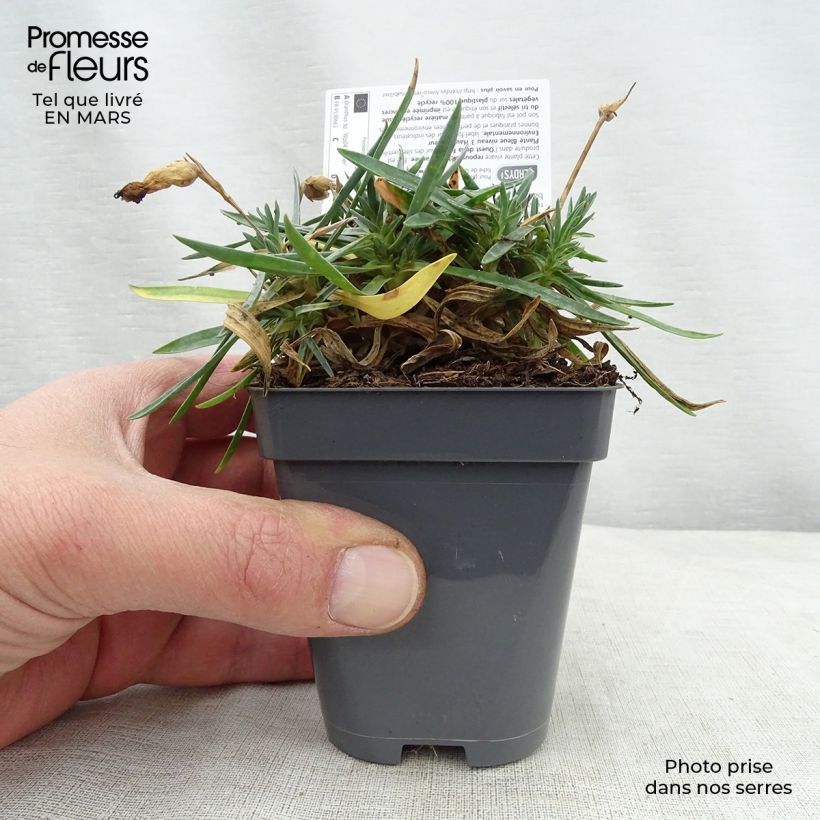 Dianthus WHETMAN STARS Pop Star 8/9 cm pot sample as delivered in spring