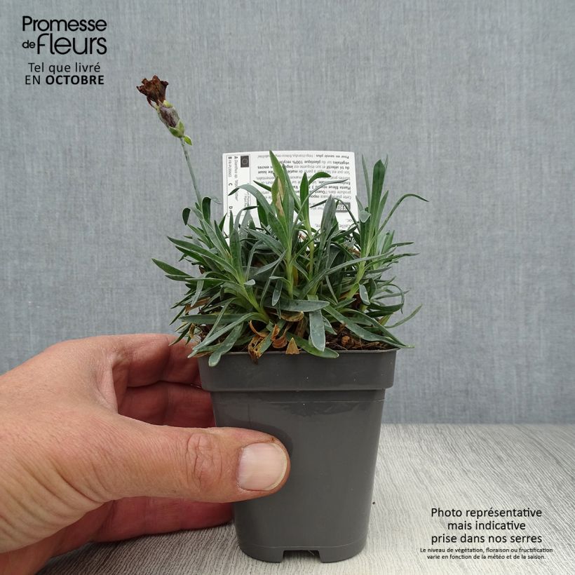 Dianthus WHETMAN STARS Pop Star 8/9 cm pot sample as delivered in autumn