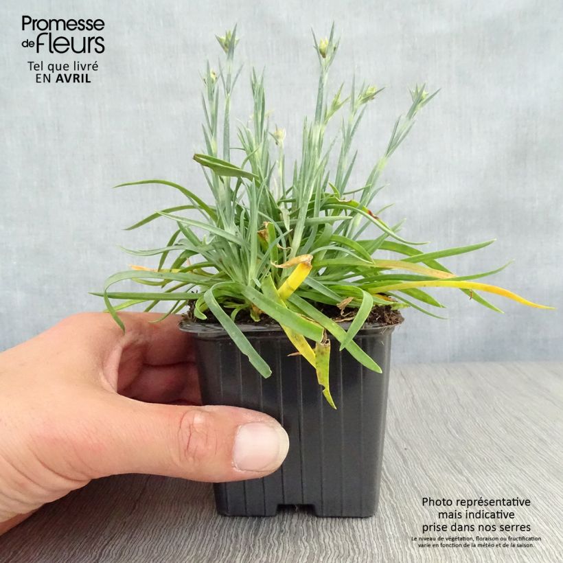 Dianthus plumarius Coral Reef 7/8 cm pot sample as delivered in spring