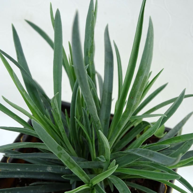 Dianthus plumarius Coral Reef (Foliage)