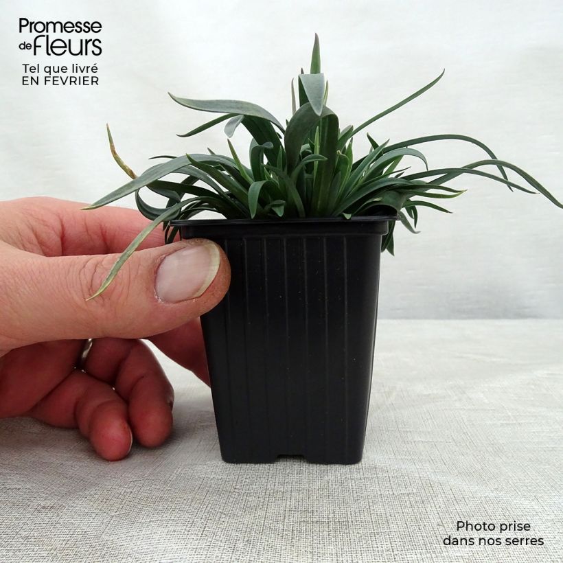 Dianthus plumarius Scent First Sugar Plum 7/8 cm pot sample as delivered in winter