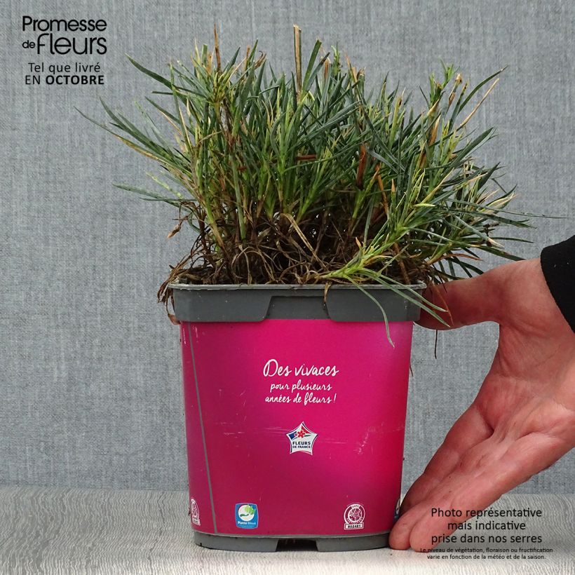 Dianthus plumarius Scent First Tickled Pink 2L/3L pot sample as delivered in autumn
