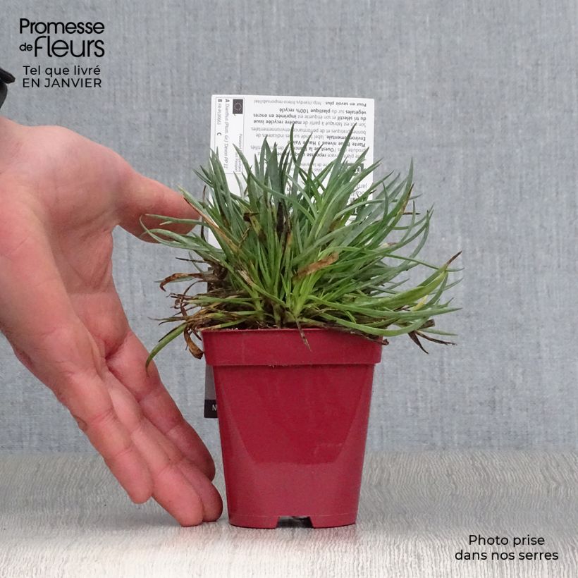 Dianthus plumarius Scent First Tickled Pink 7/8 cm pot sample as delivered in winter