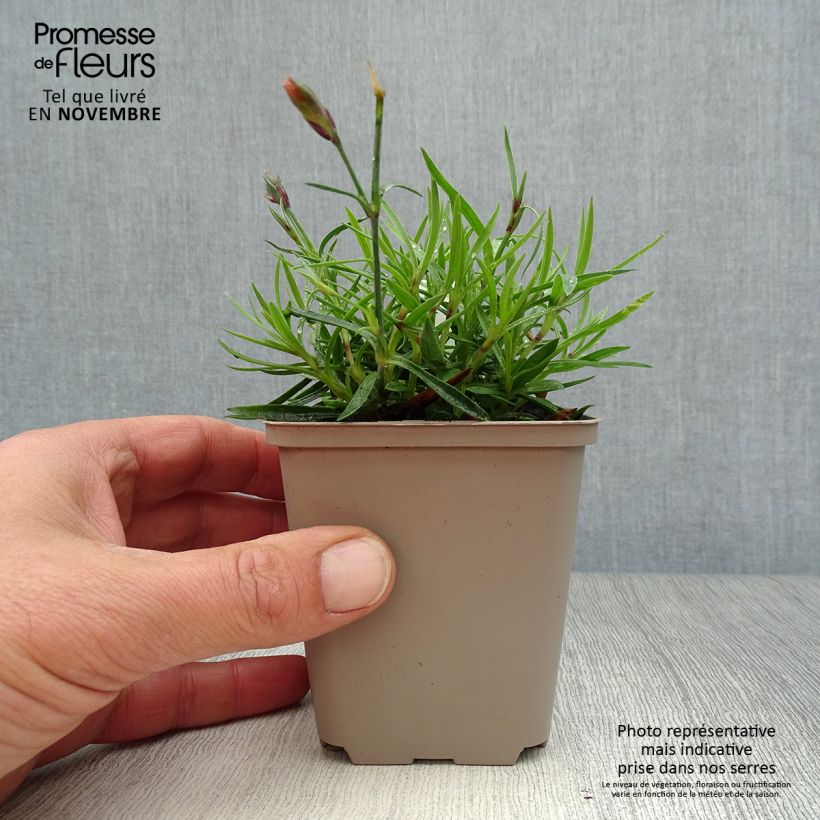 Dianthus Vivid Bright Light 8/9 cm pot sample as delivered in autumn