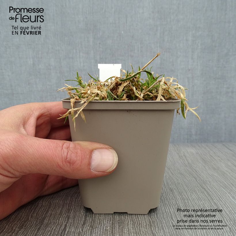 Dianthus Vivid Bright Light 8/9 cm pot sample as delivered in winter