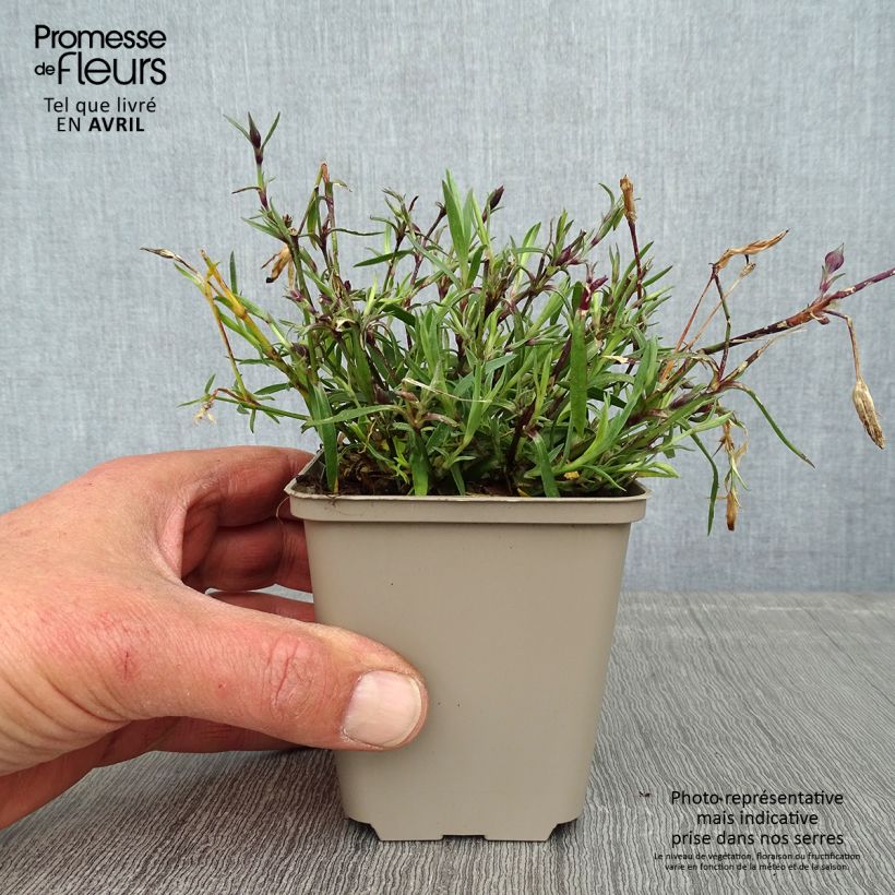 Dianthus Vivid Bright Light 8/9 cm pot sample as delivered in spring