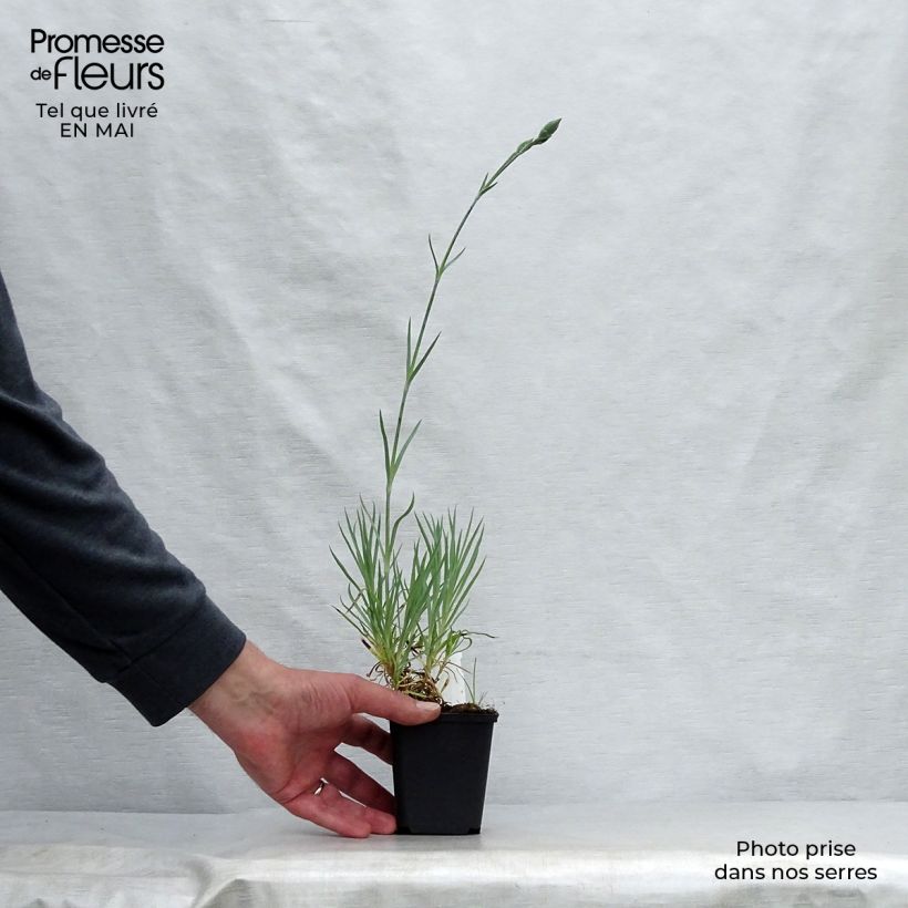 Dianthus allwoodii Alice 8/9 cm pot sample as delivered in spring