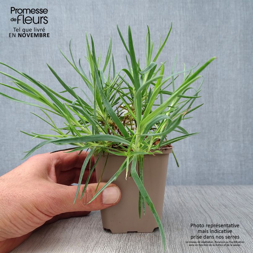 Dianthus allwoodii Romeo 8/9 cm pot sample as delivered in autumn