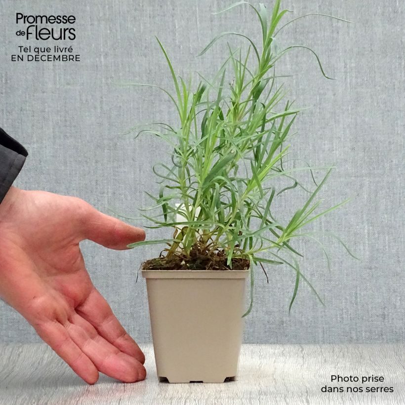 Dianthus allwoodii Romeo 8/9 cm pot sample as delivered in winter