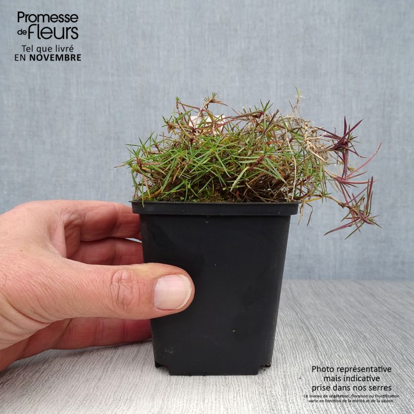 Dianthus arenarius 8/9 cm pot sample as delivered in autumn