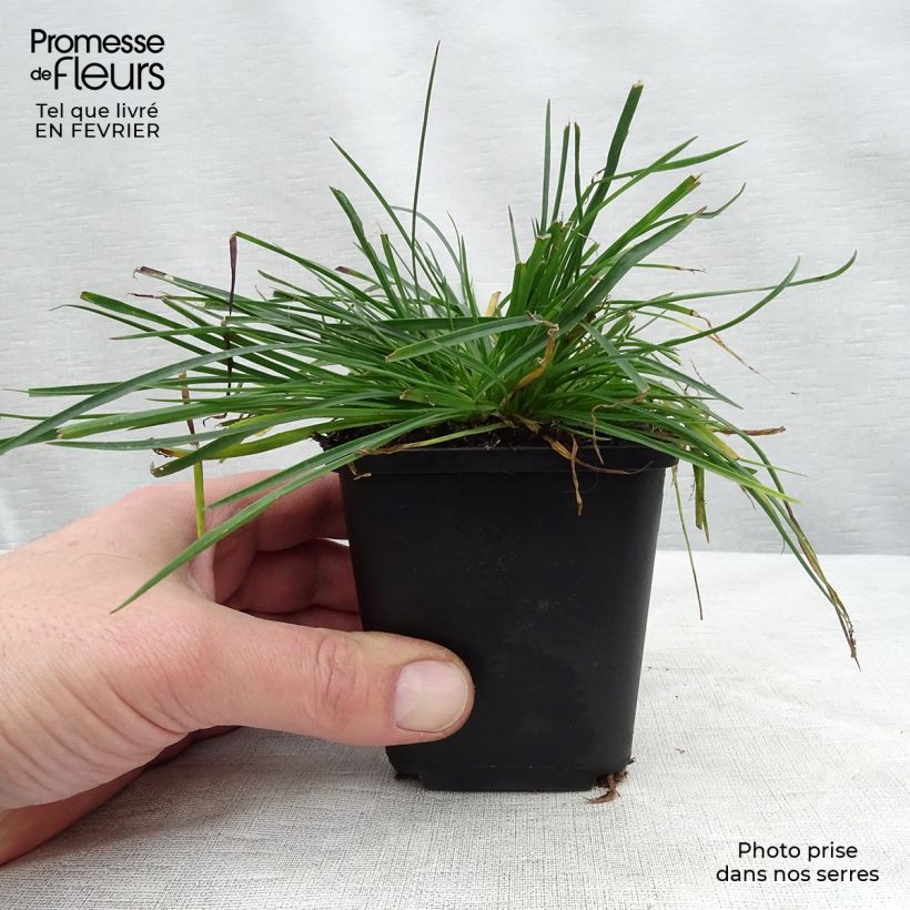 Dianthus carthusianorum 8/9 cm pot sample as delivered in winter